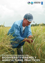 A farmer in the rice field.