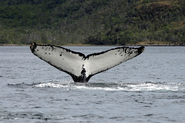 ballena jorobada chico.jpg