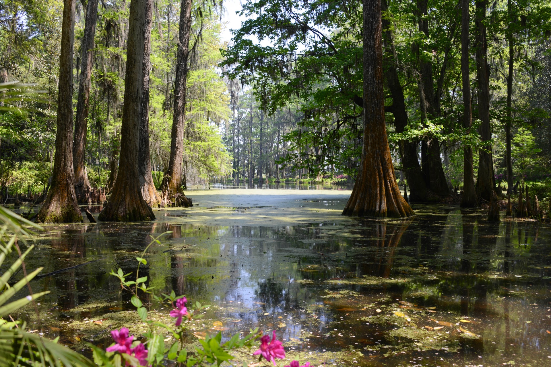 Swamps need saving, how can we invest in them?