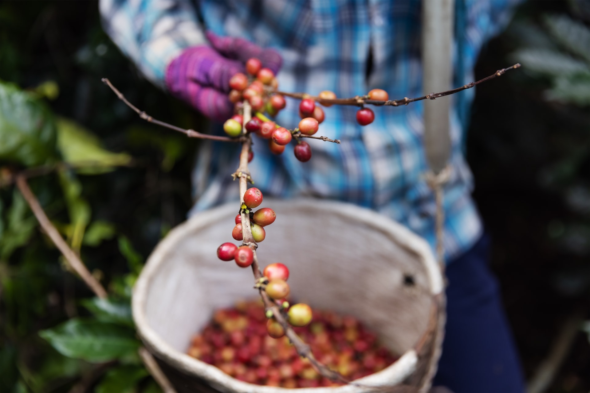 BIOFIN and Cafecol developing new nature-positive businesses models in Mexico