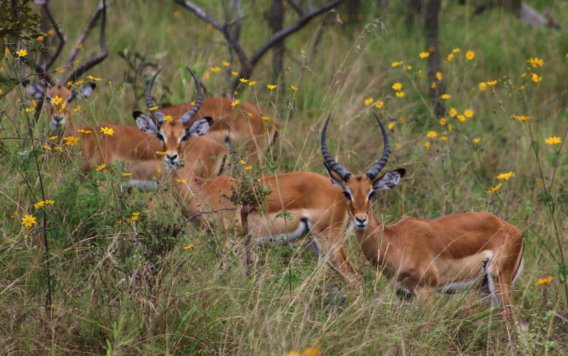 Mainstreaming biodiversity into environmental impact assessment processes in Rwanda