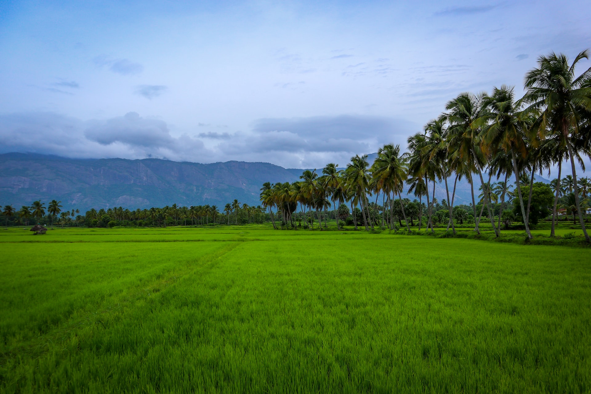 India: For action on biodiversity, we must know what to spend and where