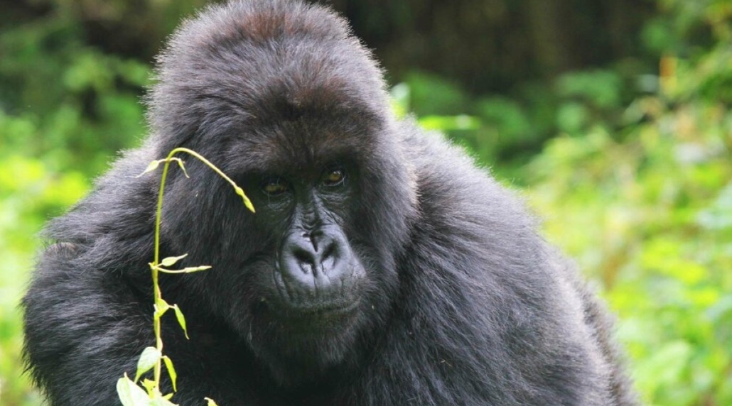 Empowering gorilla conservation and communities through NFTs