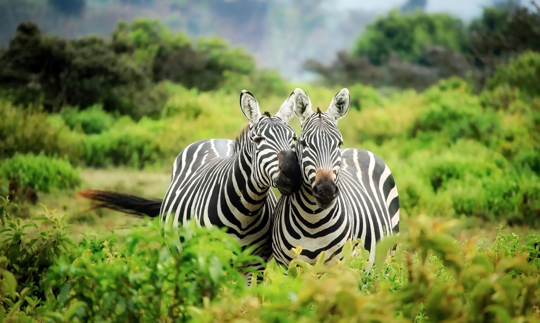 Biodiversity Mainstreamed in Zambia’s newly Gazzeted Green Loan Guidelines by the Bank of Zambia