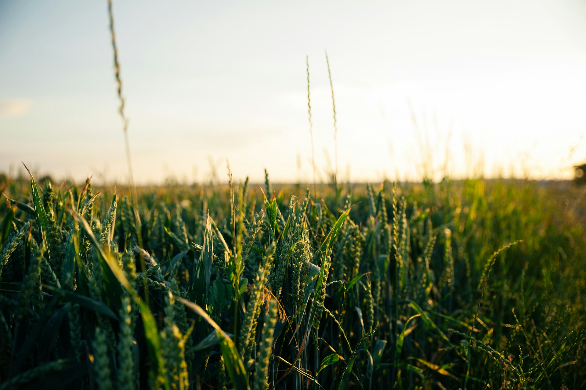 Repurposing agricultural subsidies for the benefit of farmers and nature
