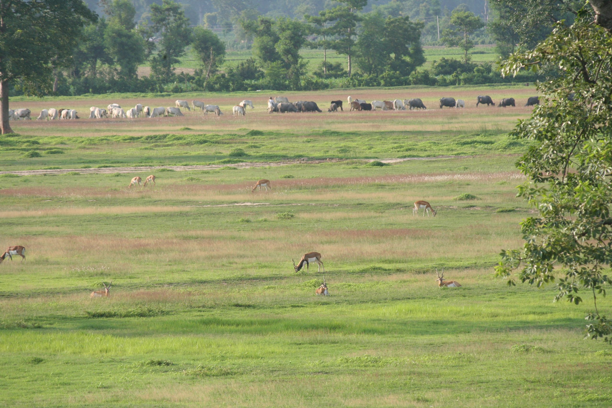 Nepal: Introductory workshop on the risk financing pilot project for wildlife damage compensation