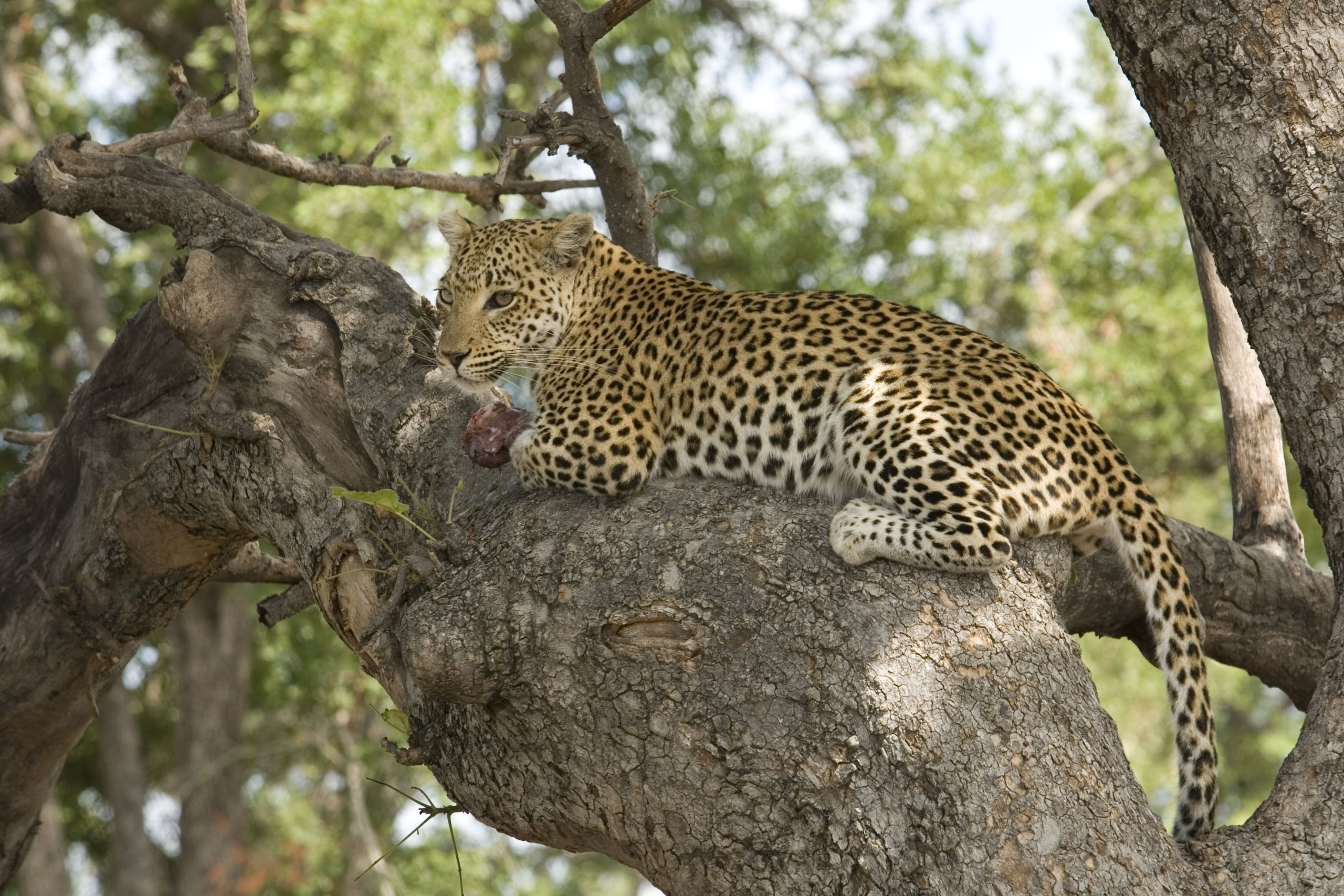 Botswana’s new protected area fees generate US$ 7.8 million, more than projected