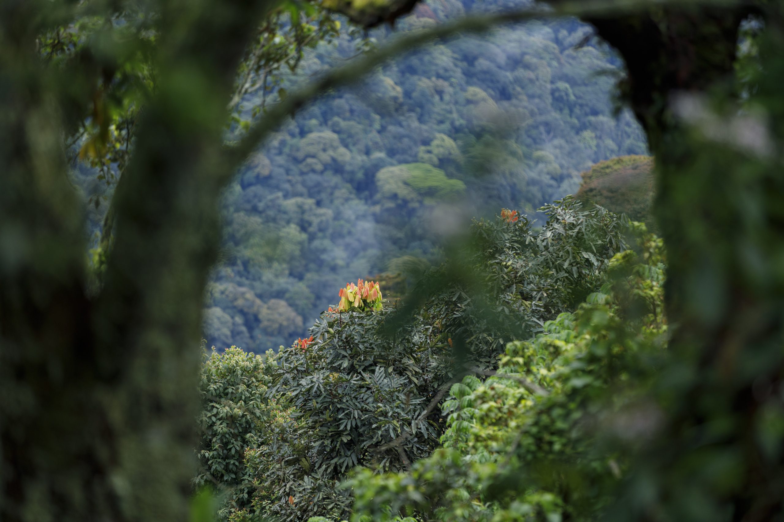 Nurturing Rwanda’s Biodiversity for a Sustainable Future