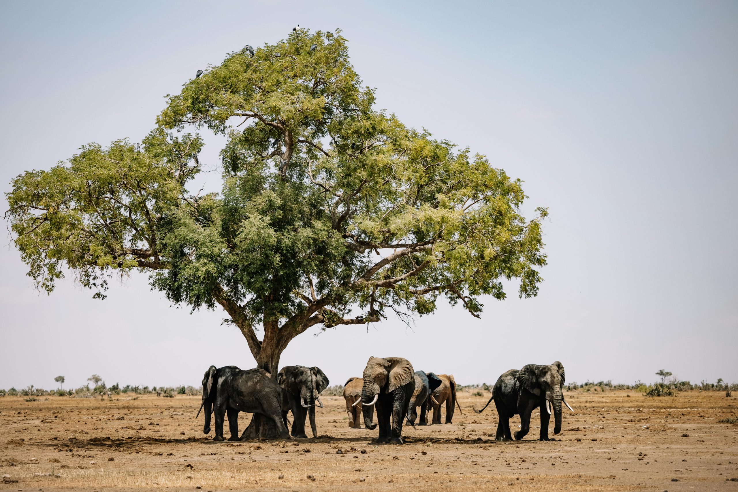 These Innovative Finance Solutions Combat Land Degradation, Climate Change and Biodiversity Loss