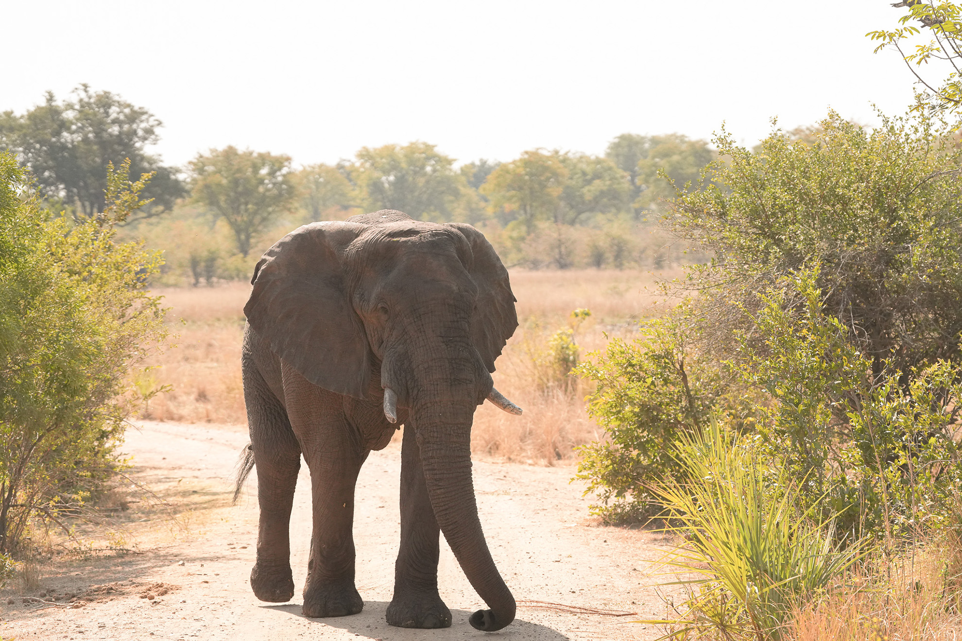 Living with giants: Working with communities to reduce conflict between humans and wildlife