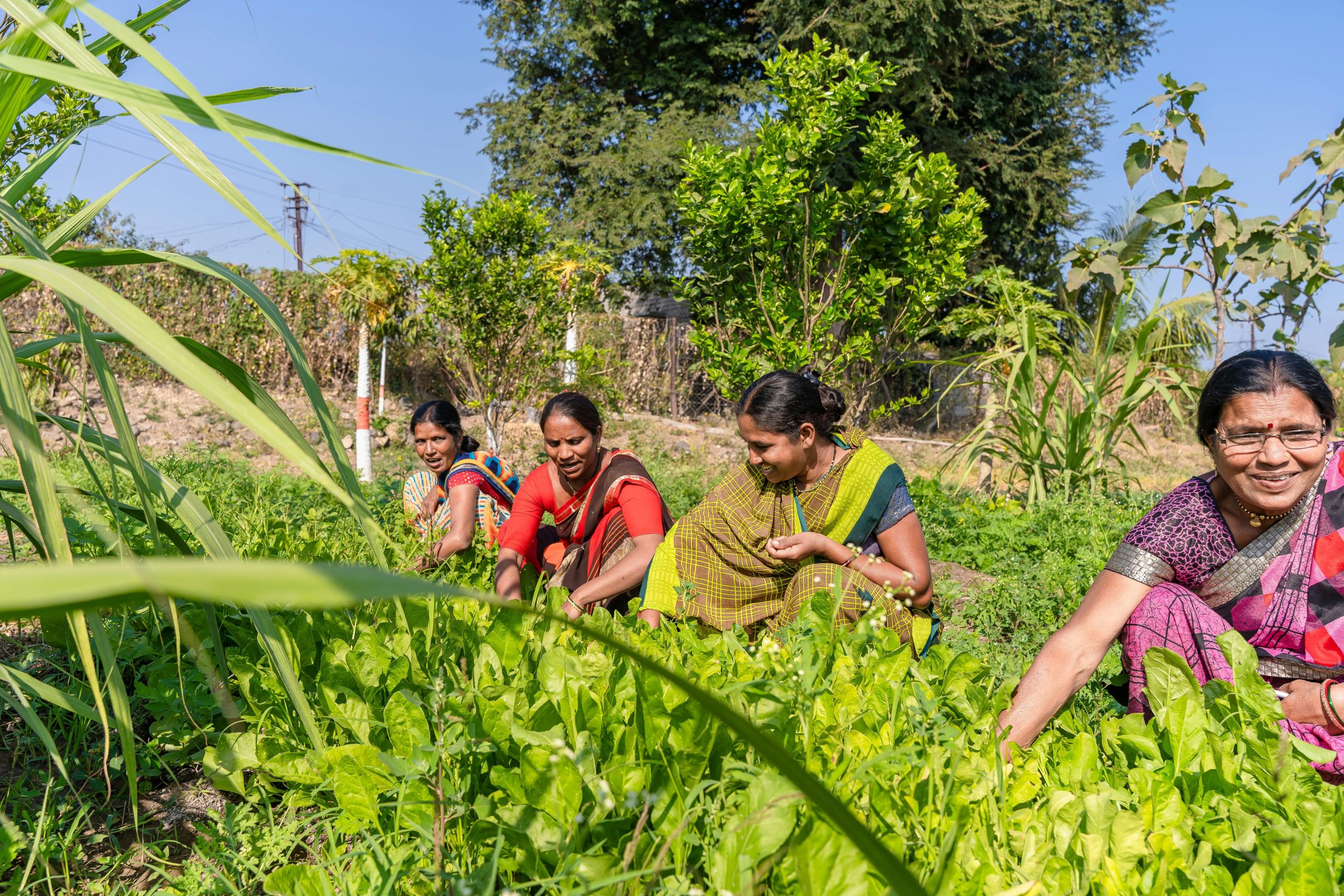 India’s strategy to repurpose subsidies for biodiversity conservation