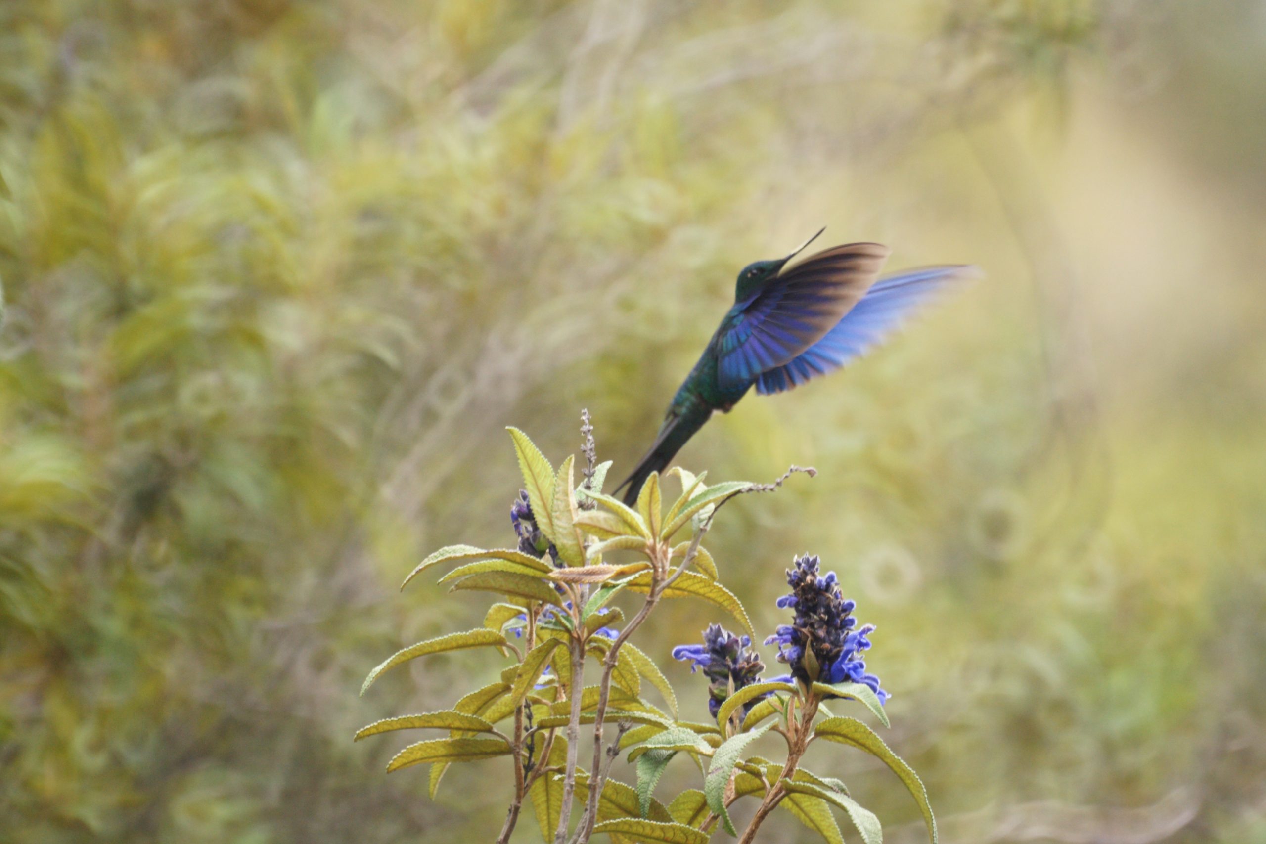 The Quito Environment Fund has a new Fundraising Strategy