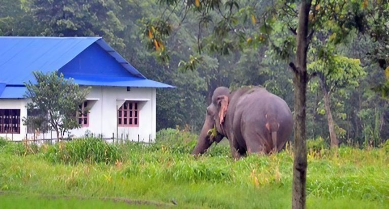 Reaching the unreached: Nepal scales up agricultural insurance in biodiversity hotspots to tackle human-wildlife conflict
