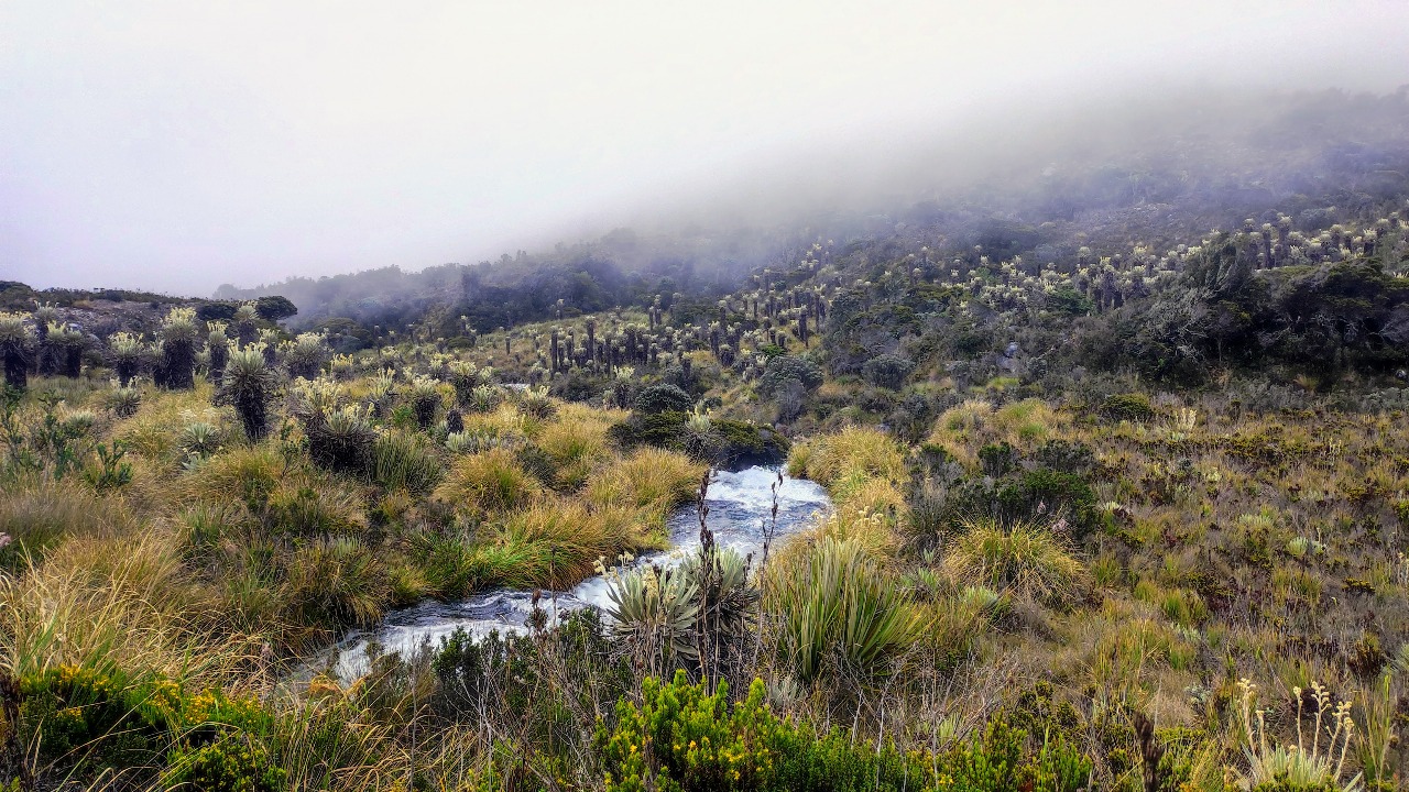 Colombia leads the way in greening agricultural finance to protect biodiversity
