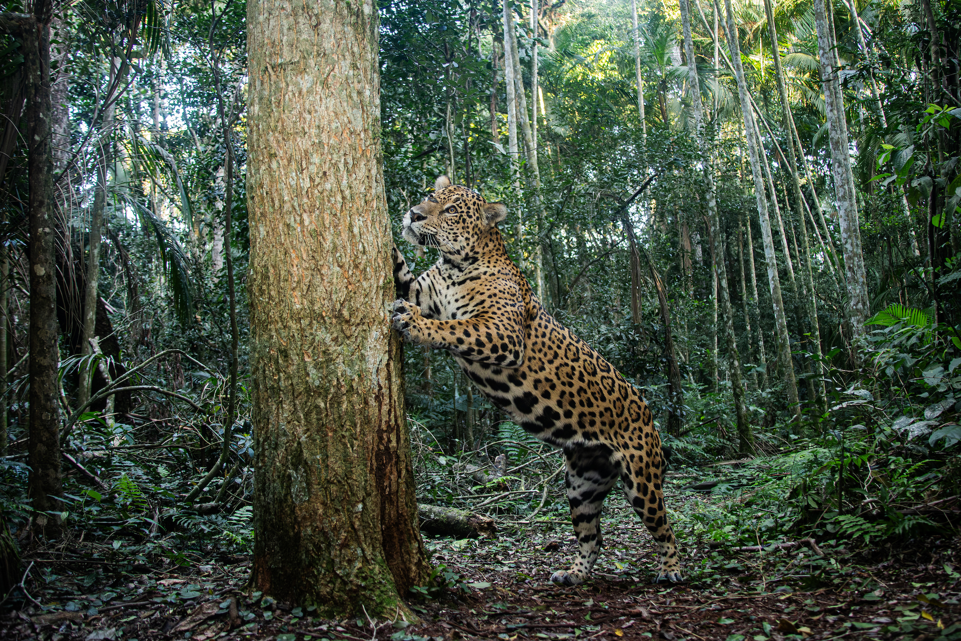 World’s first jaguar-protection insurance launched in Argentina by Government of Misiones with UNDP support