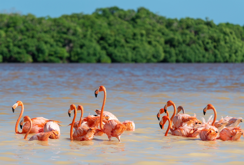Global momentum for nature finance: UNDP’s biodiversity finance initiative helps countries unlock over $2.7 billion for nature