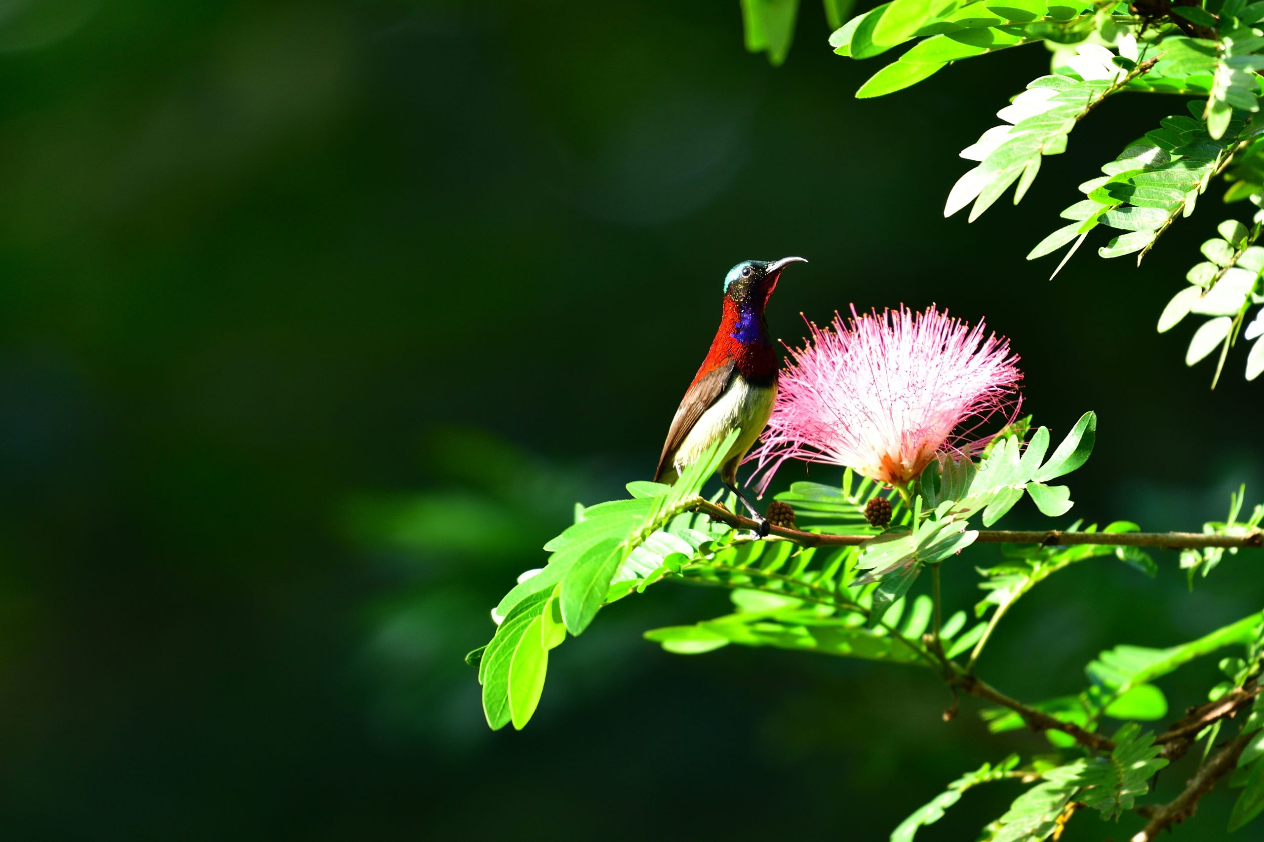 Access and Benefit Sharing: Turning Biodiversity into Fair and Sustainable Finance in India