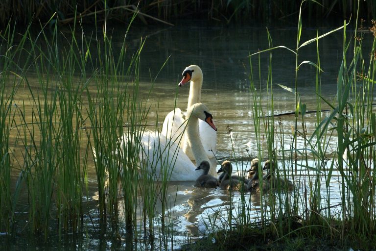 Kazakhstan Approves National Biodiversity Conservation Strategy for 2026-2035
