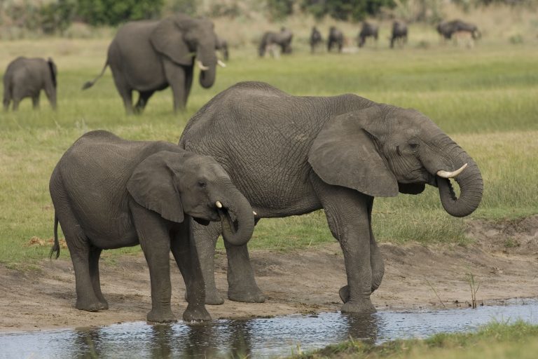 Updating protected area fees in Botswana: Aligning prices with current market values through an evidence-based and participatory process
