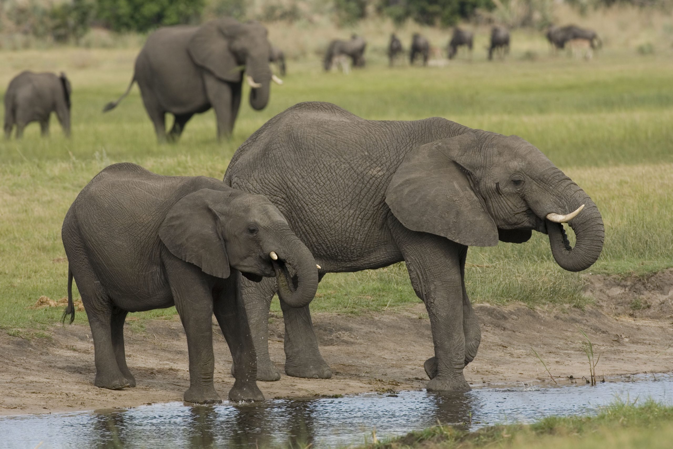 Updating protected area fees in Botswana: Aligning prices with current market values through an evidence-based and participatory process