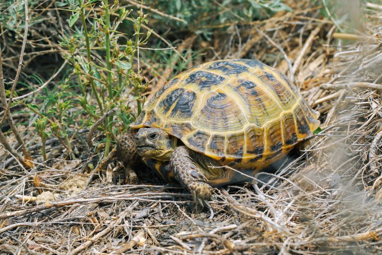 Why Should Kazakhstan’s Companies Disclose Nature-Related Data?