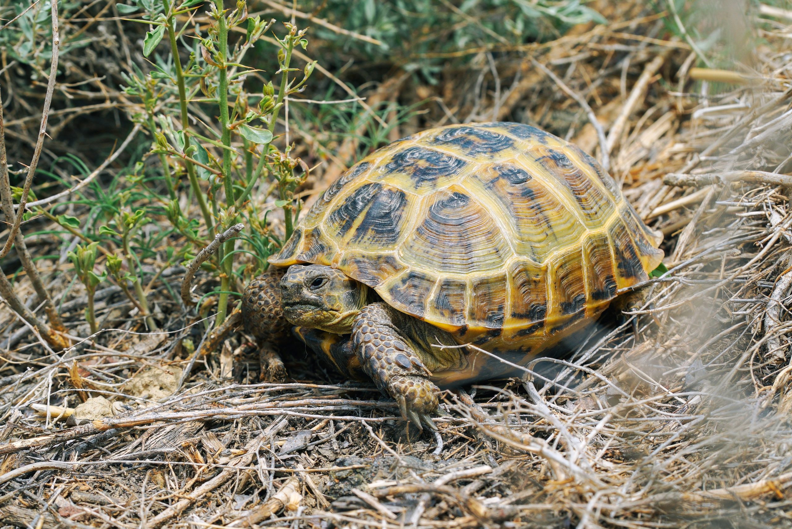 Why Should Kazakhstan’s Companies Disclose Nature-Related Data?