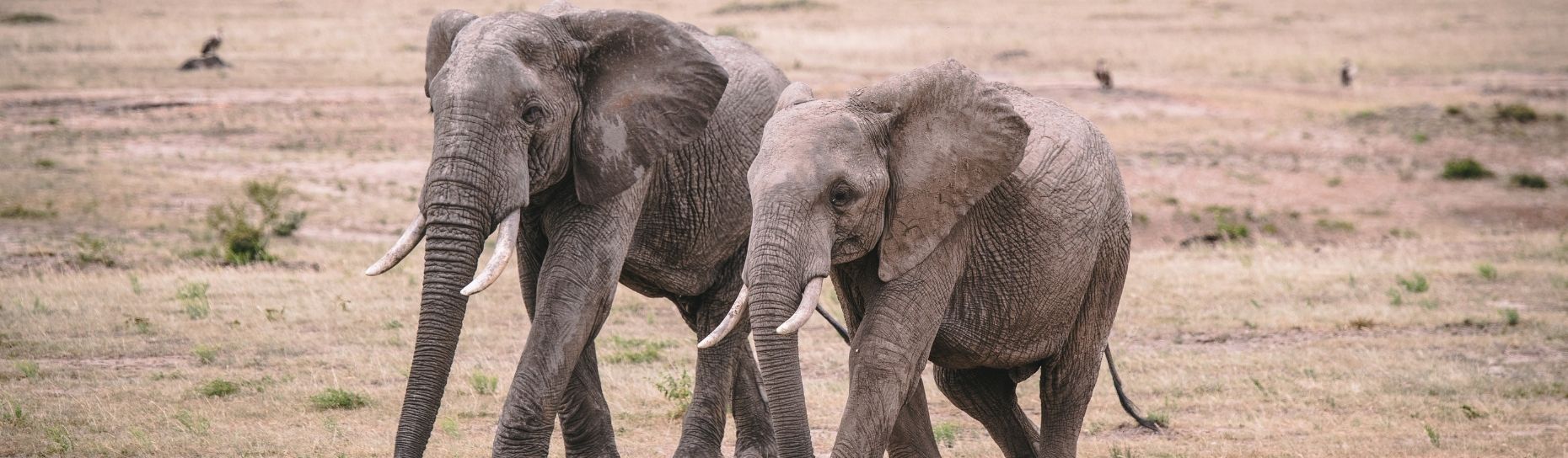 OpEd: From aid to investment: how Africa is shaping the global shift in nature finance