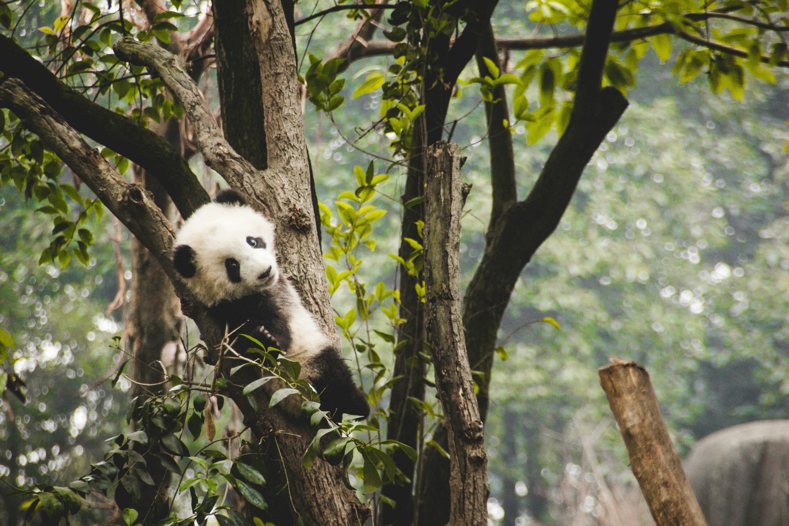 From bird insurance to blue bonds: China tests eight new ways to fund nature