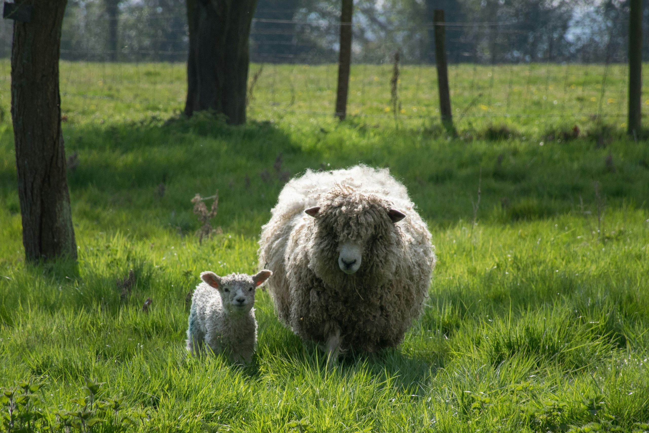 Positive Incentives for Sustainable Land Management – UK’s experience