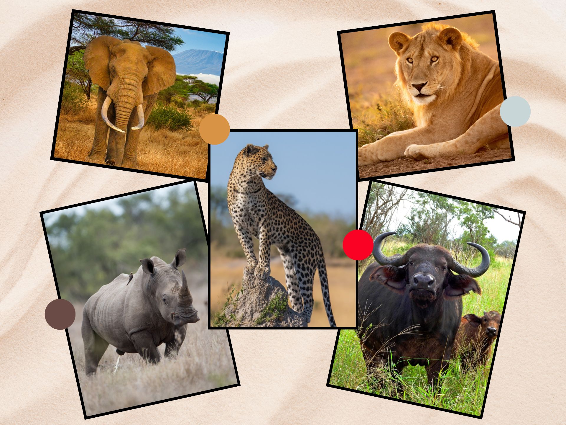 Africa’s “Big Five” of Biodiversity Finance: From Ambition to Implementation