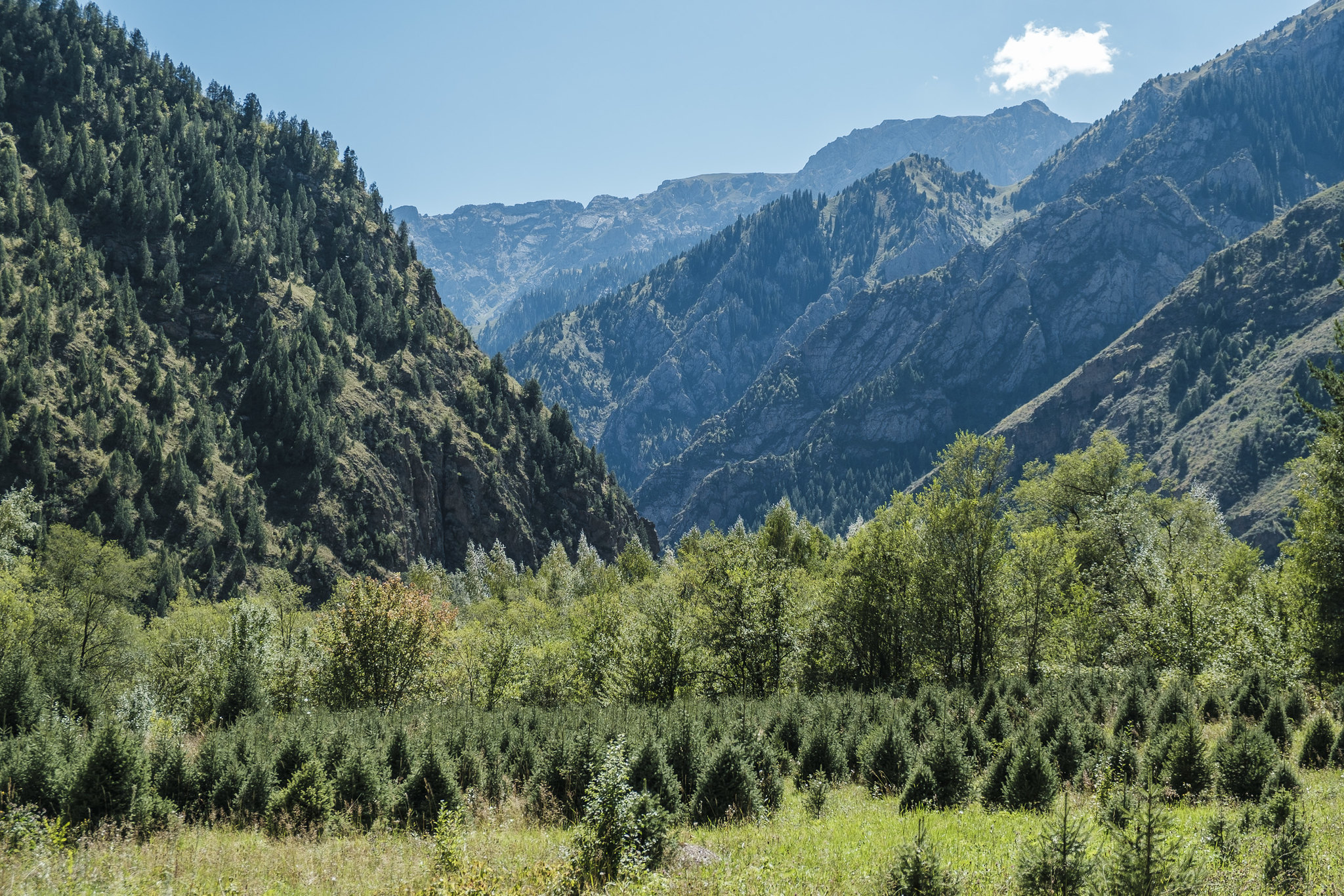 From digital payments to forest protection: How Kyrgyzstan is strengthening biodiversity finance