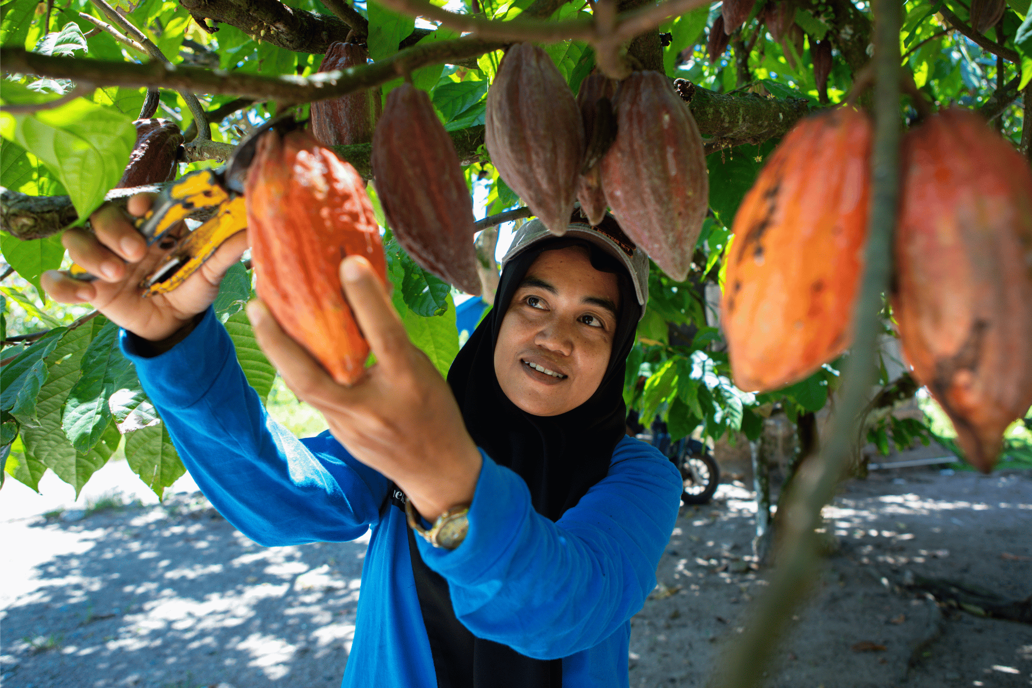 The Trees She Chose to Keep: Restoring Livelihoods and Biodiversity in Central Sulawesi, Indonesia
