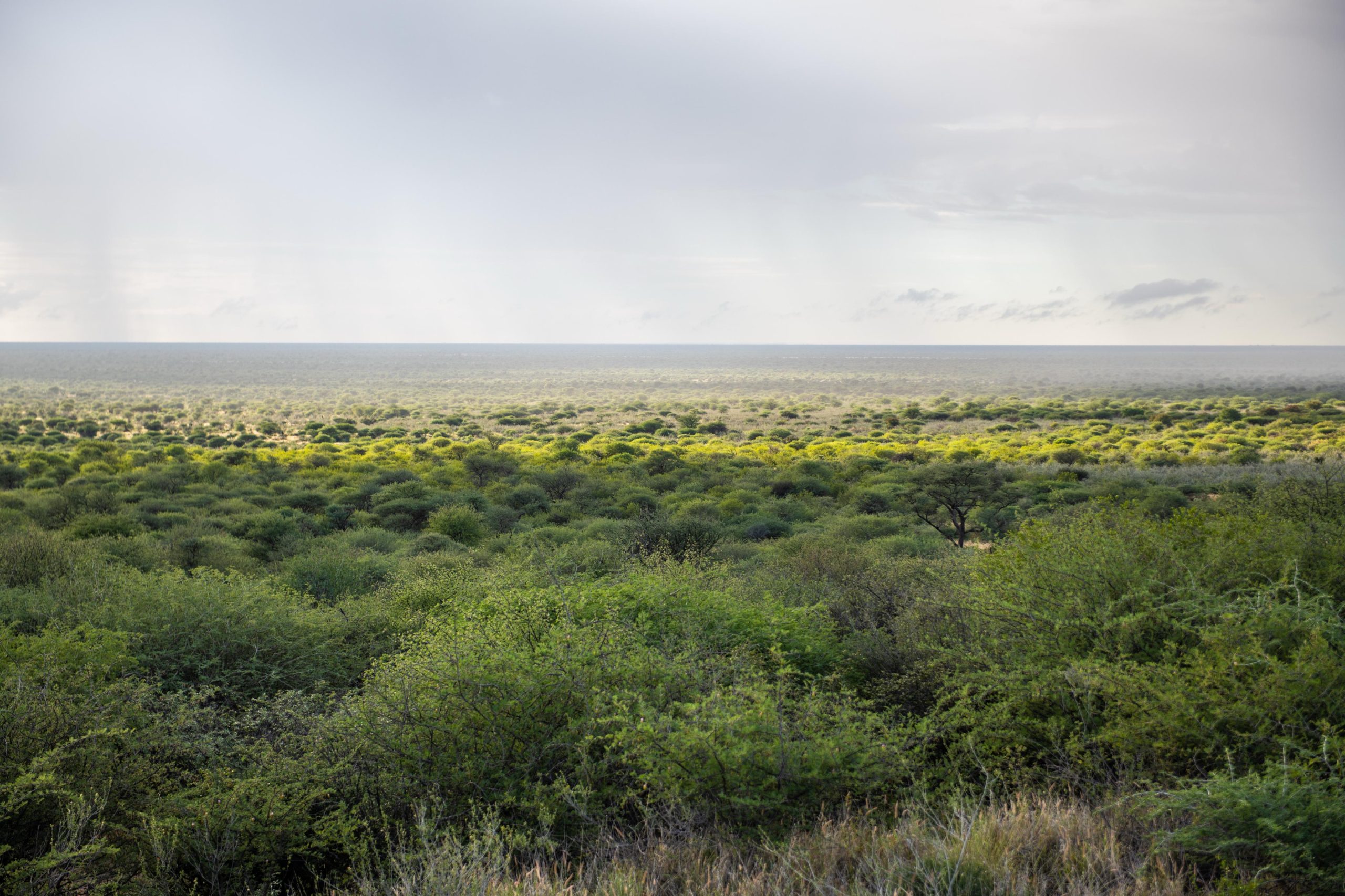 Acting Locally for Global Impact: Why Biodiversity Matters for Namibia’s Future