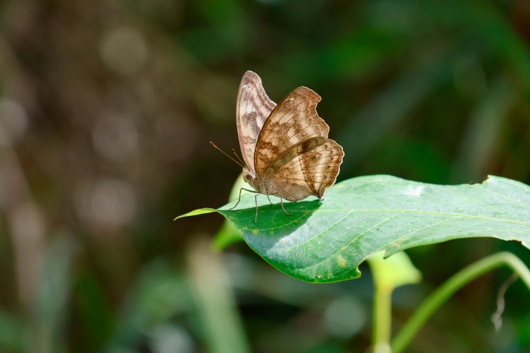 Strengthening Capacity for Biodiversity Finance in Malawi