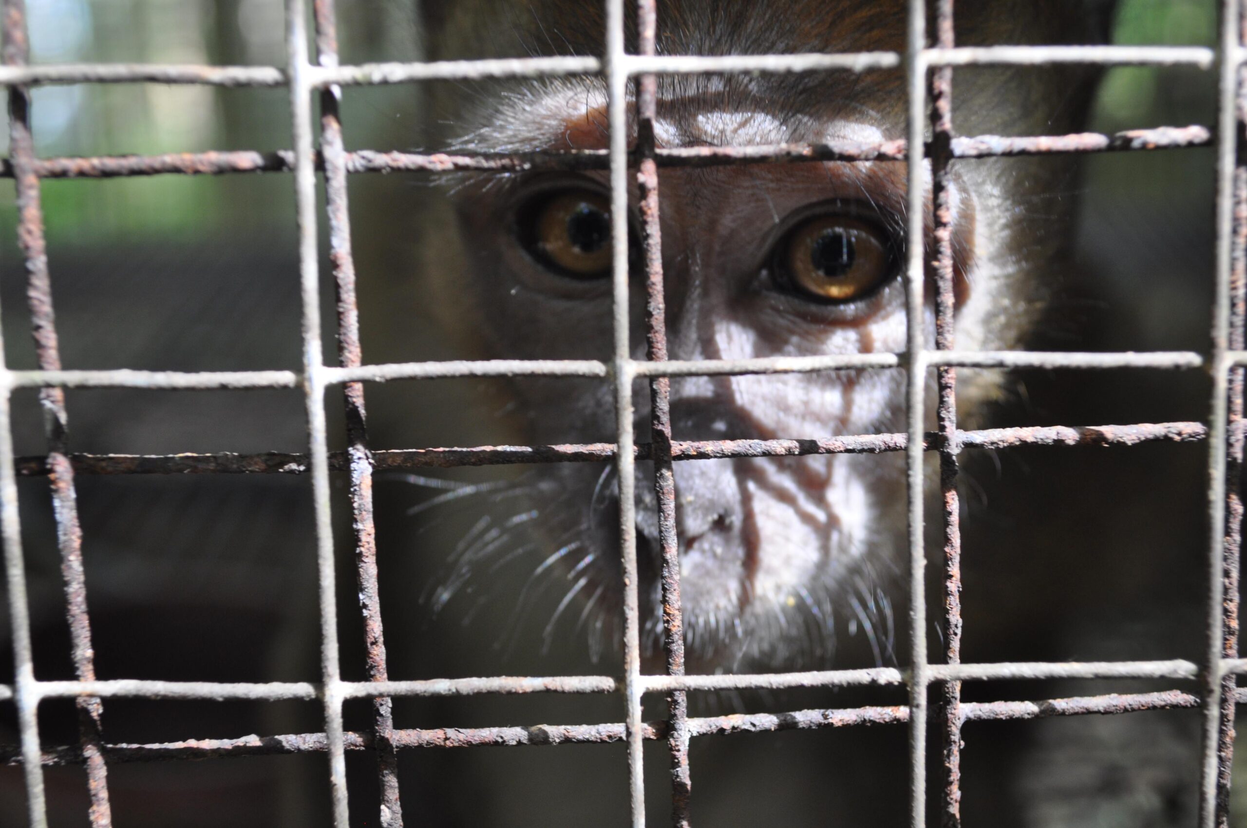 #KeepThemWild: Corporate Social Responsibility program for mobilising resources for the illegally-traded, confiscated and surrendered wildlife