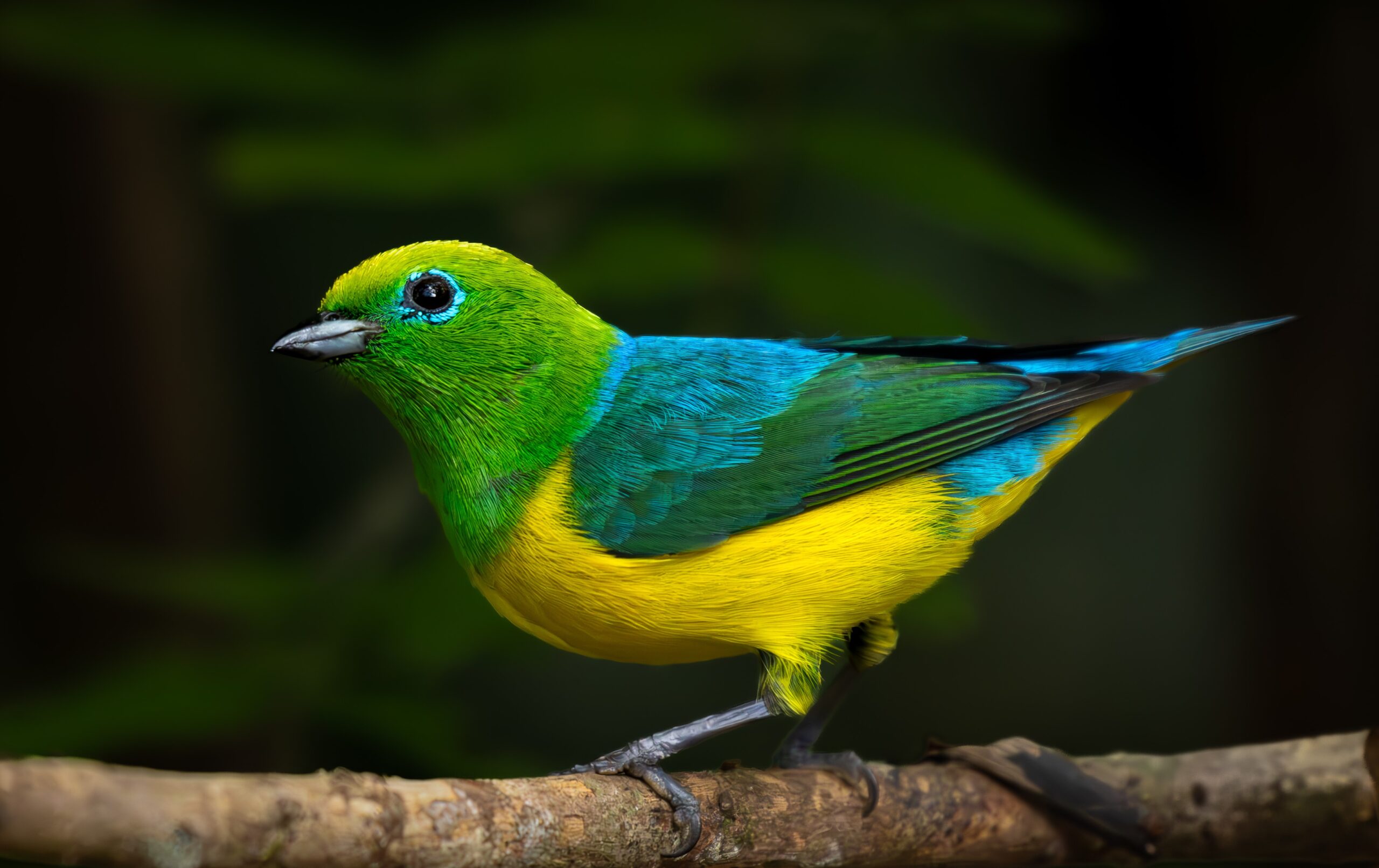 Results for Biodiversity Financing in Latin America and the Caribbean: A Decade of Implementation of UNDP’s BIOFIN Initiative in the Region