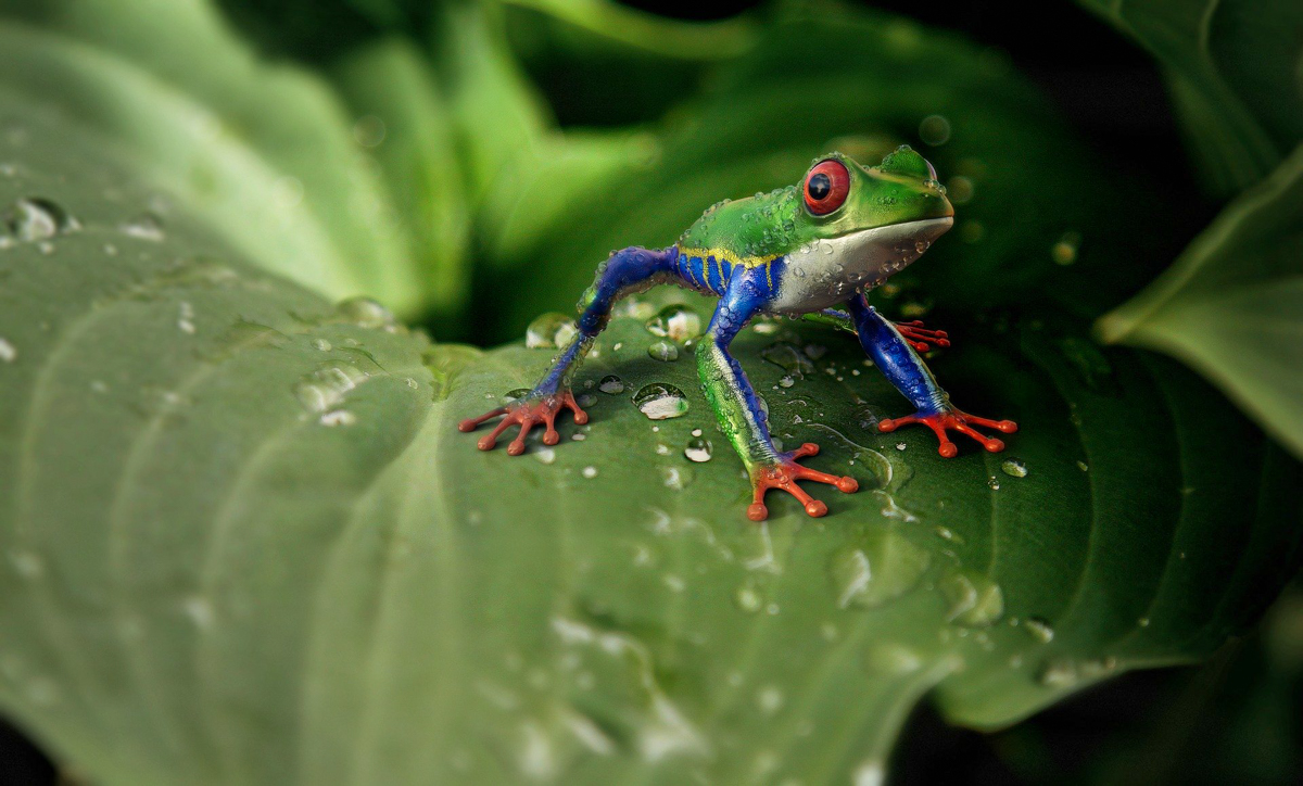 Transforming the biodiversity crisis into opportunity