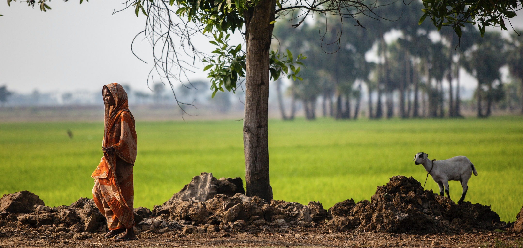 Public finance mainstay for India’s biodiversity conservation – but more innovation and private sector involvement needed
