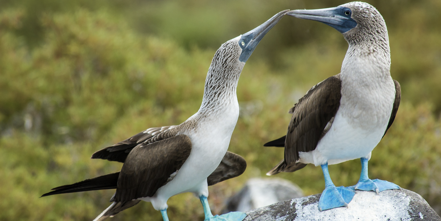 Building strong alliances to create Green Bonds in Ecuador