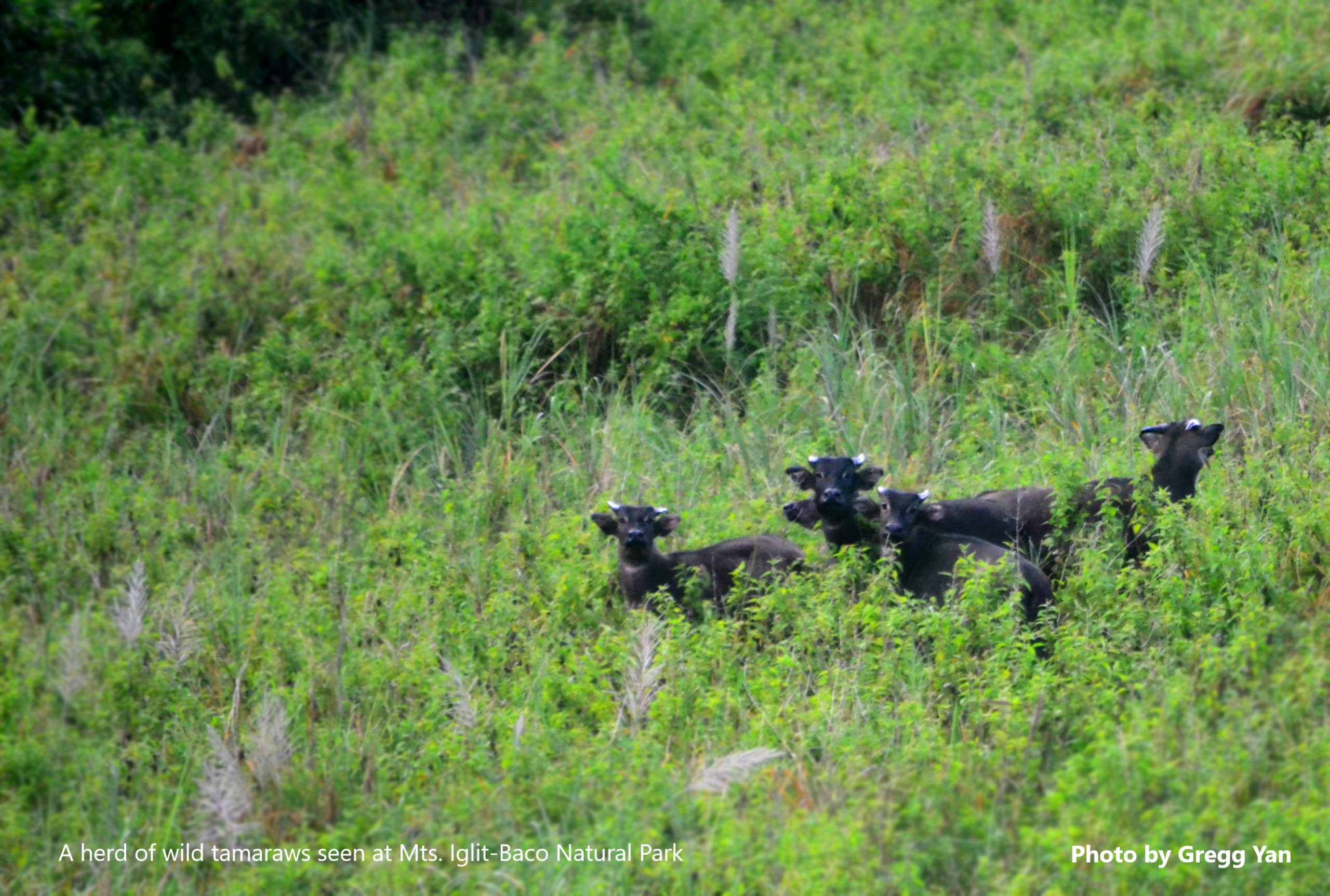 BioCamp for conservation: More finance needed to save the Philippines’ vanishing Tamaraws