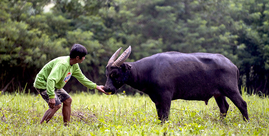 Success for Tamaraw defenders in Philippines – Podcast