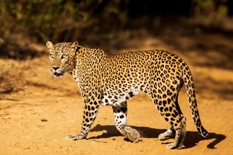 Sri Lanka: A Shield for the Herd