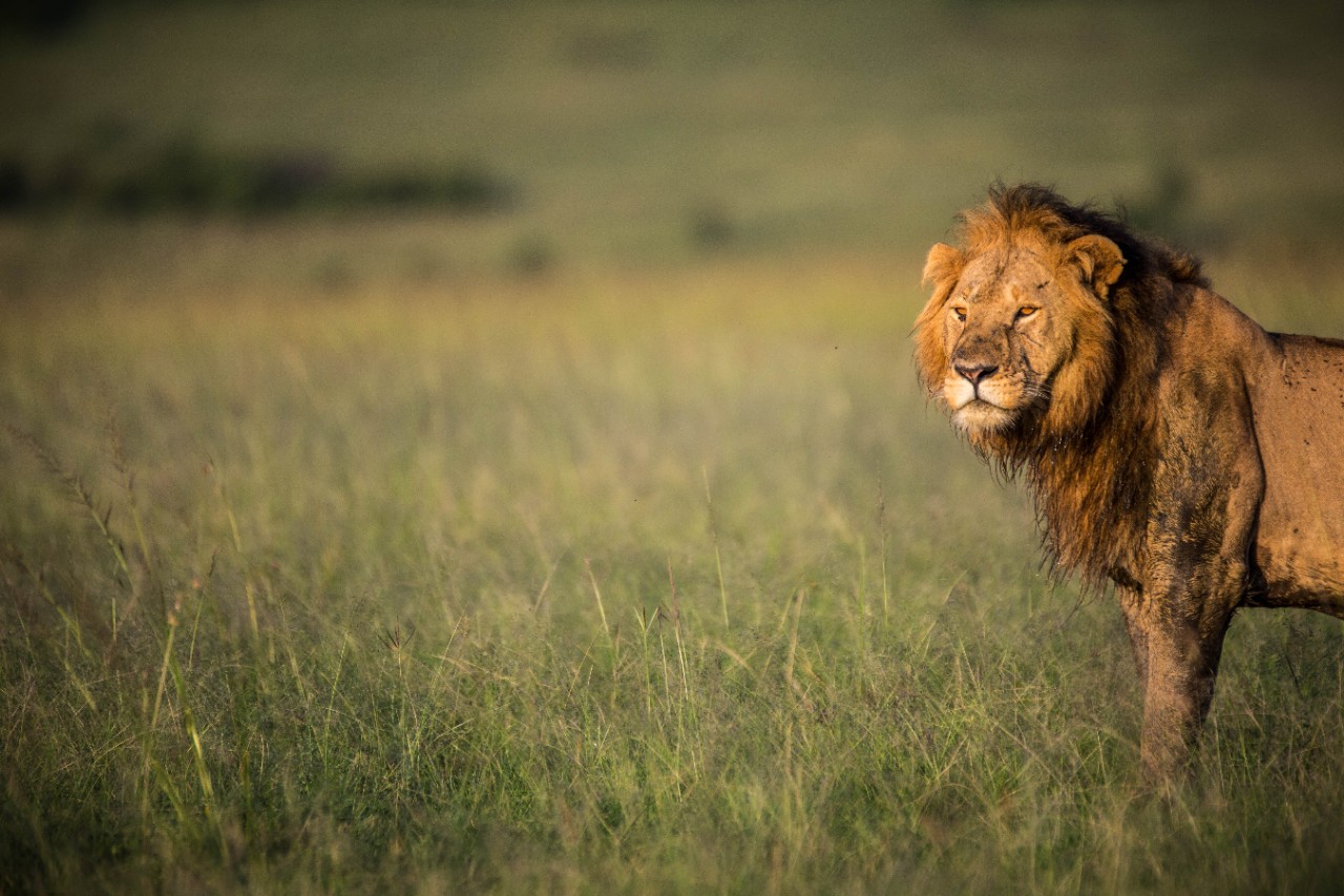 The role of Tax Incentives in South Africa’s biodiversity economy