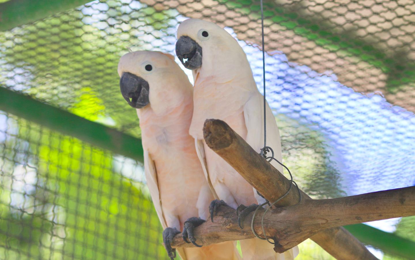 Using Green Sukuk Funds to Construct the Maluku Conservation Center in Indonesia
