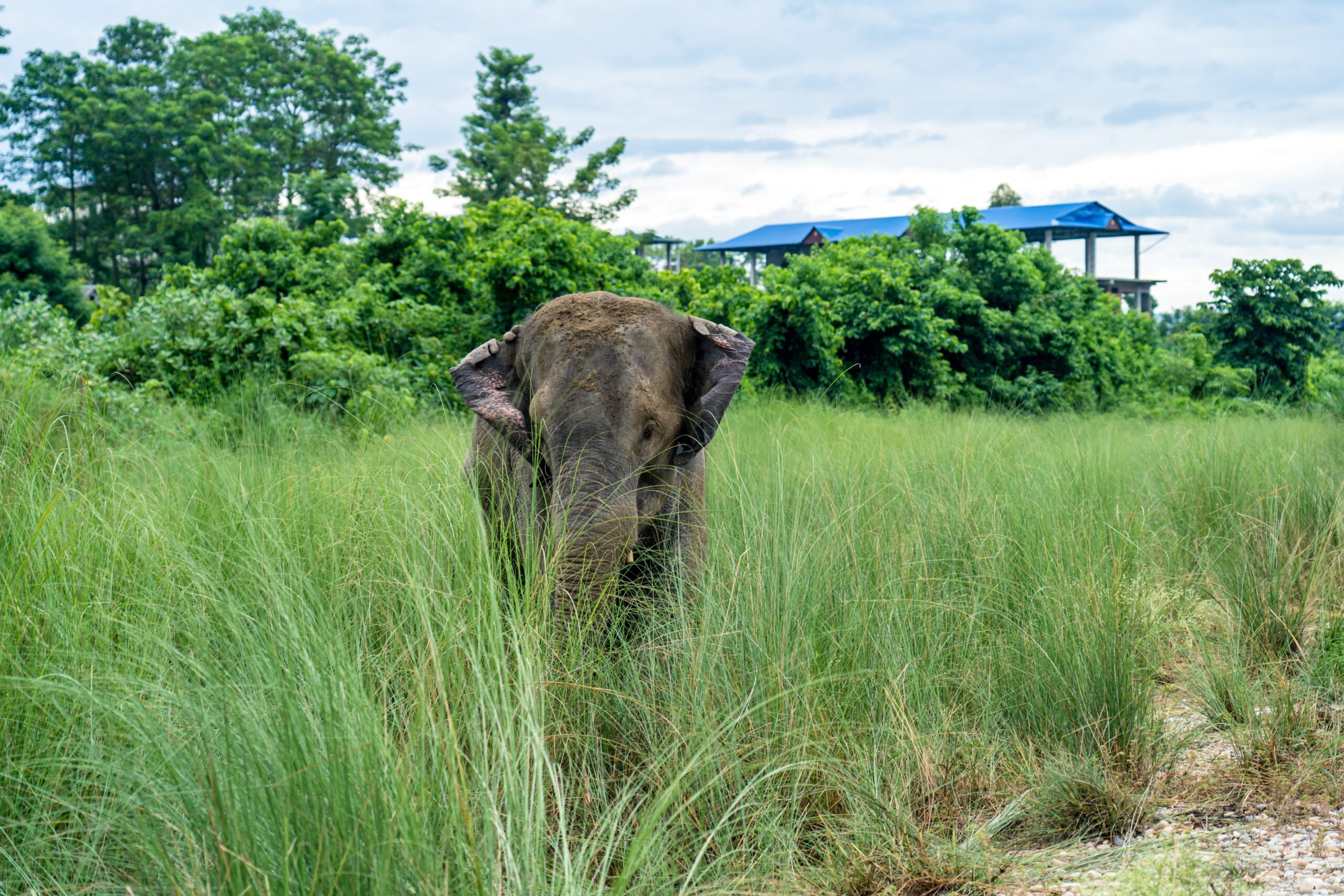 From conflict to coexistence: Nepal prepares to pilot wildlife-risk insurance