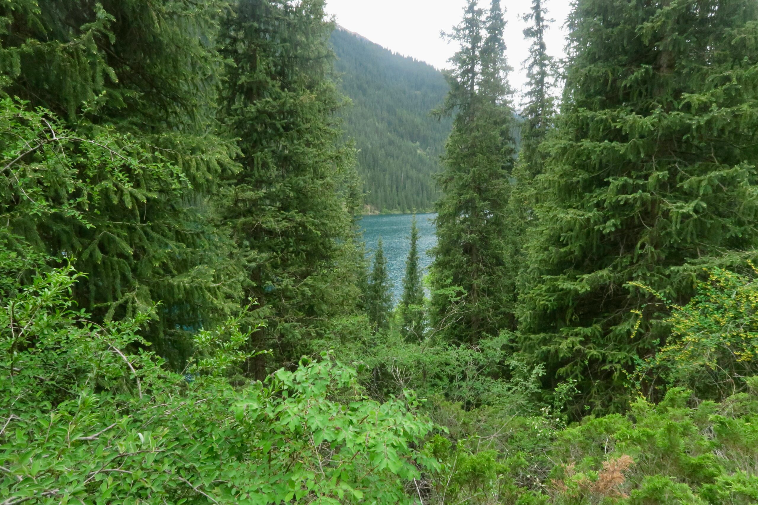 From Carbon Offsets to Forest Investment: How Kazakhstan Is Financing Nature