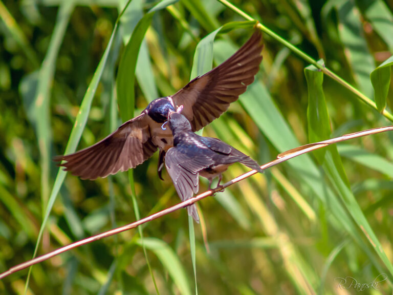 From evidence to action: financing biodiversity in North Macedonia