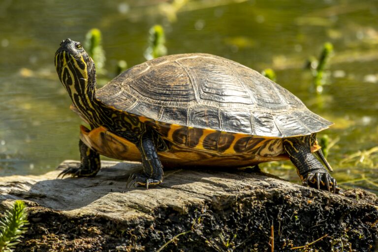 UN Report Finds Growing Global Commitment to Biodiversity Goals, Highlights Urgent Need to Accelerate Action Through 2030